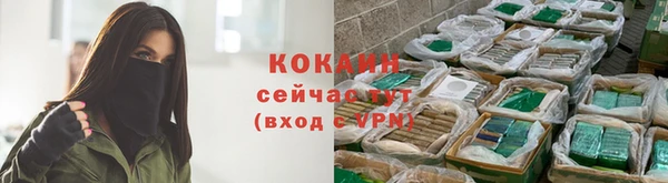 прущие грибы Елизово