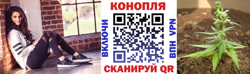 Конопля конопля  Вологда 